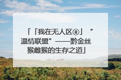 「我在无人区⑧」“温情联盟”——黔金丝猴雌猴的生存之道