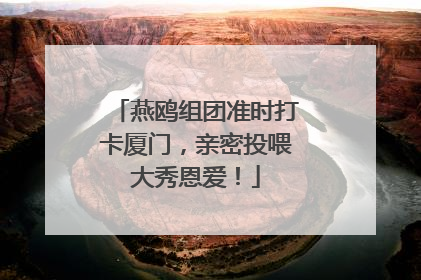 燕鸥组团准时打卡厦门，亲密投喂大秀恩爱！