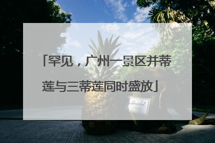 罕见，广州一景区并蒂莲与三蒂莲同时盛放