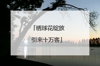 绣球花绽放 引来十万客