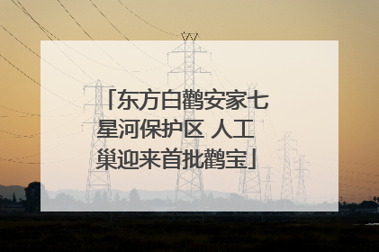 东方白鹳安家七星河保护区 人工巢迎来首批鹳宝