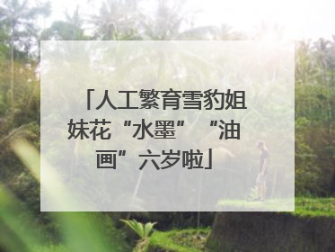 人工繁育雪豹姐妹花“水墨”“油画”六岁啦