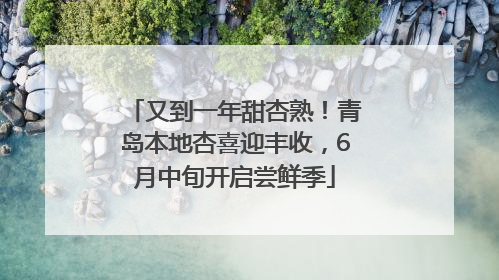 又到一年甜杏熟！青岛本地杏喜迎丰收，6月中旬开启尝鲜季