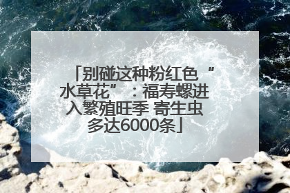 别碰这种粉红色“水草花”：福寿螺进入繁殖旺季 寄生虫多达6000条