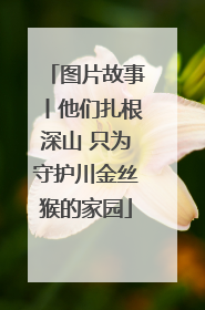 图片故事丨他们扎根深山 只为守护川金丝猴的家园