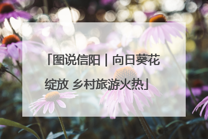 图说信阳｜向日葵花绽放 乡村旅游火热