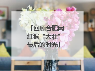 回顾合肥网红猴“大壮”最后的时光