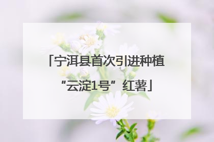 宁洱县首次引进种植“云淀1号”红薯