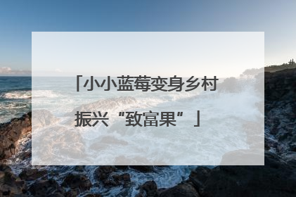 小小蓝莓变身乡村振兴“致富果”