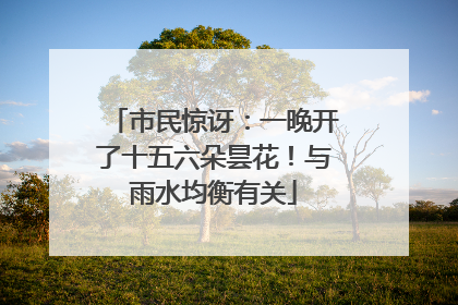 市民惊讶：一晚开了十五六朵昙花！与雨水均衡有关
