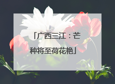 广西三江：芒种将至荷花艳