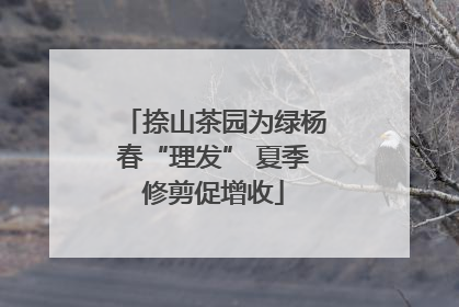 捺山茶园为绿杨春“理发” 夏季修剪促增收