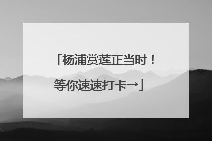 杨浦赏莲正当时！等你速速打卡→