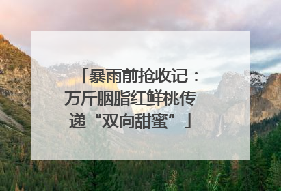 暴雨前抢收记：万斤胭脂红鲜桃传递“双向甜蜜”