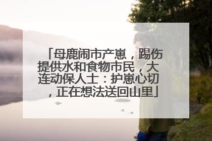 母鹿闹市产崽，踢伤提供水和食物市民，大连动保人士：护崽心切，正在想法送回山里