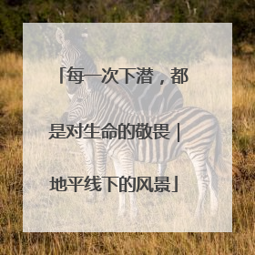 每一次下潜，都是对生命的敬畏｜地平线下的风景