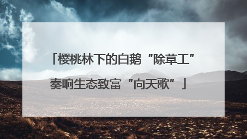 樱桃林下的白鹅“除草工” 奏响生态致富“向天歌”