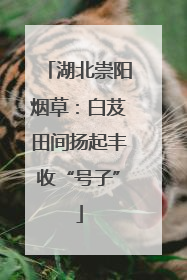 湖北崇阳烟草：白芨田间扬起丰收“号子”