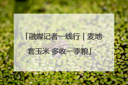 融媒记者一线行｜麦地套玉米 多收一季粮