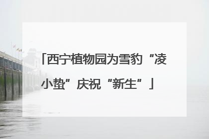 西宁植物园为雪豹“凌小蛰”庆祝“新生”