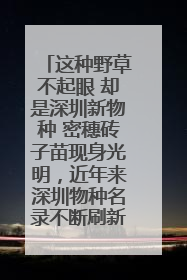 这种野草不起眼 却是深圳新物种 密穗砖子苗现身光明，近年来深圳物种名录不断刷新