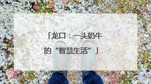 龙口：一头奶牛的“智慧生活”