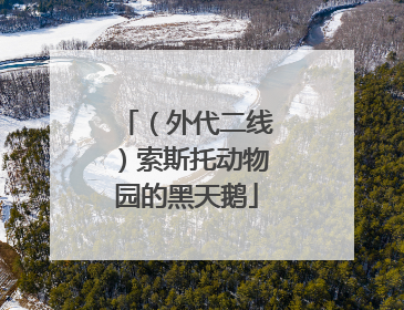 （外代二线）索斯托动物园的黑天鹅