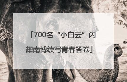 700名“小白云”闪耀南博续写青春答卷